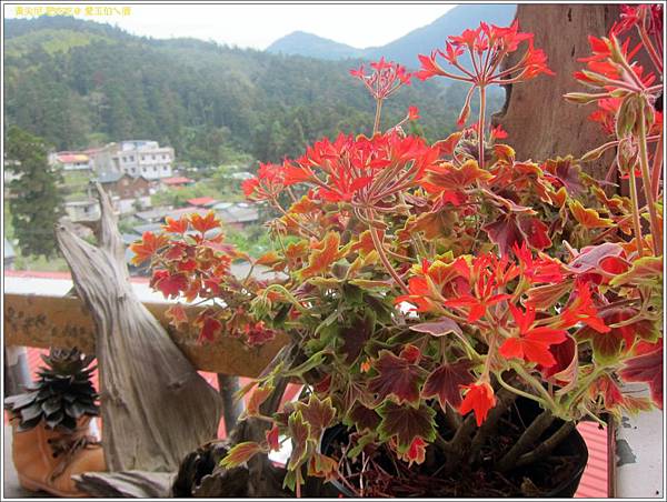 嘉義奮起湖=<食>愛玉伯ㄟ厝~來到奮起湖也要清涼一下,不可錯過的野生愛玉= 嘉義奮起湖=<食>愛玉伯ㄟ厝~來到奮起湖也要清涼一下,不可錯過的野生愛玉=