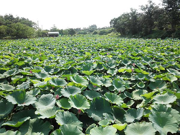 P6010031.JPG P6010031.JPG