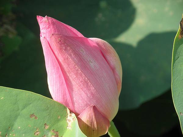 P6010055.JPG P6010055.JPG