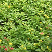 P6170127.JPG P6170127.JPG