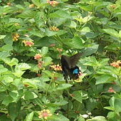 P6170183.JPG P6170183.JPG