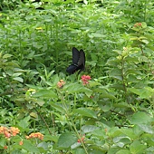 P6170186.JPG P6170186.JPG