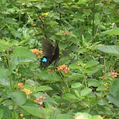 P6170189.JPG P6170189.JPG