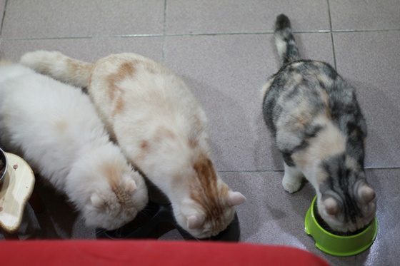 IMG_9982.JPG IMG_9982.JPG