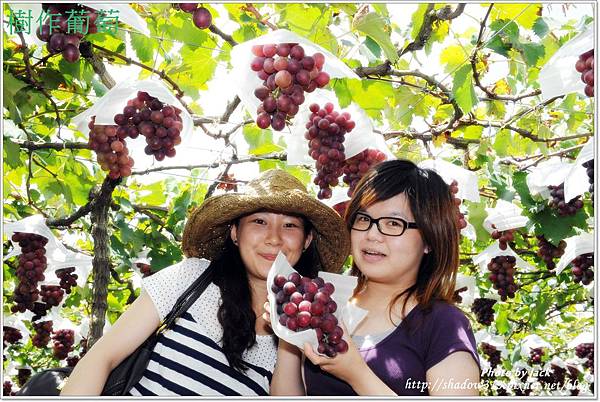 採葡萄 029.JPG