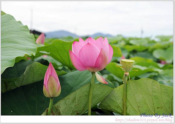 探索台南D700 043.JPG