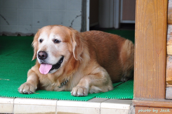 可愛的狗 可愛的狗