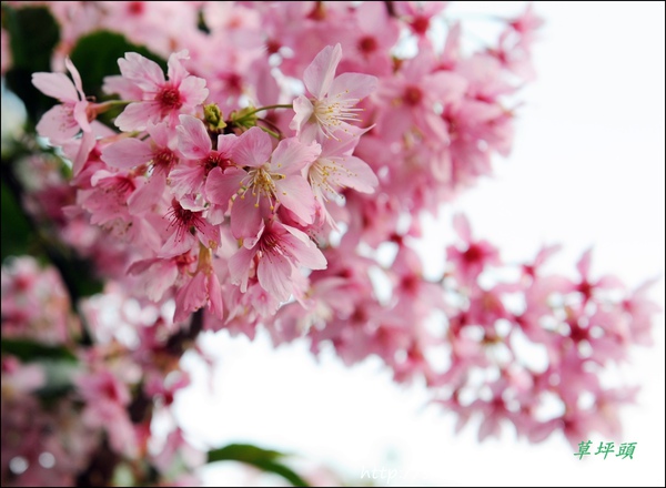 草坪頭&阿里山 076.JPG