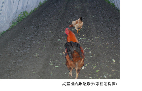 網室裡的雞吃蟲子字.jpg 網室裡的雞吃蟲子字.jpg