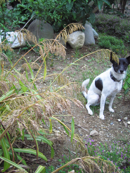 00IMG_5404s.jpg 00IMG_5404s.jpg