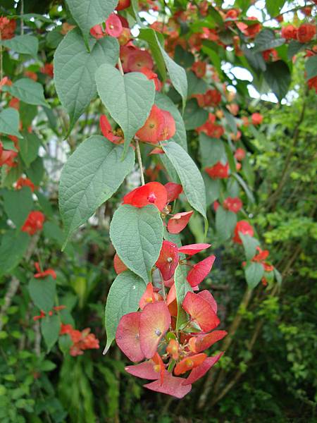 20131215參加蓮琪慶生舞會 559