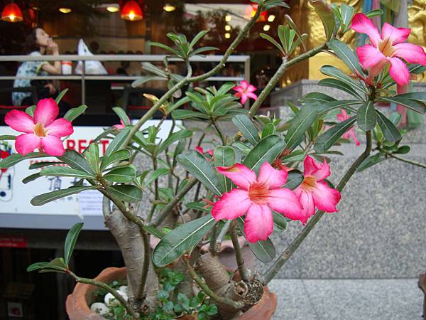 2012秋遊曼谷 346