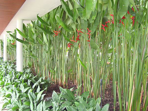 2012秋遊曼谷 951