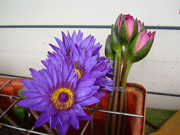 111017~19秋遊花蓮 031