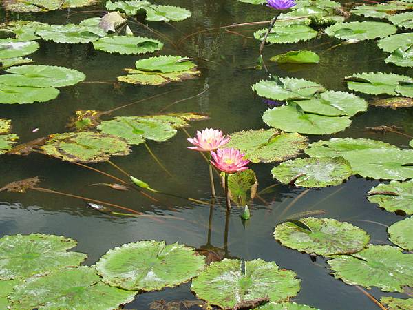 20140628花東四日遊 141