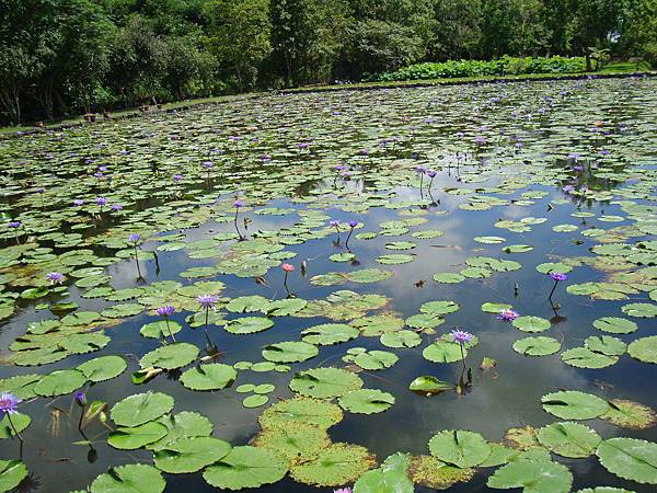 20140628花東四日遊 140 20140628花東四日遊 140
