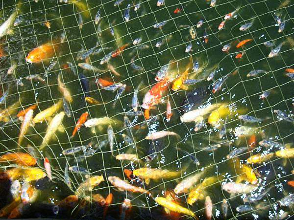 20140628花東四日遊 120