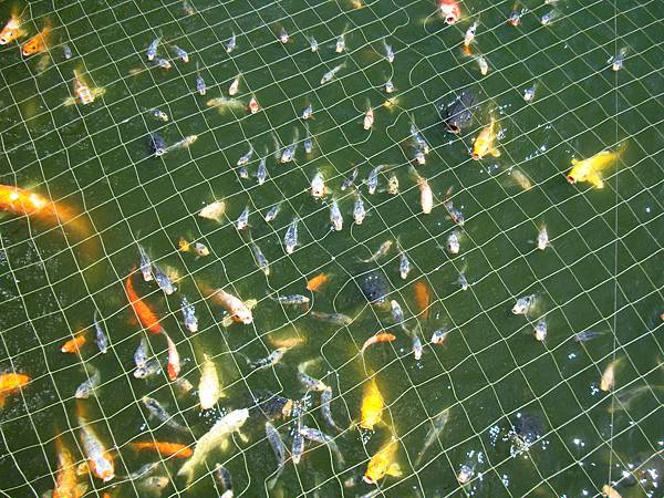 20140628花東四日遊 119