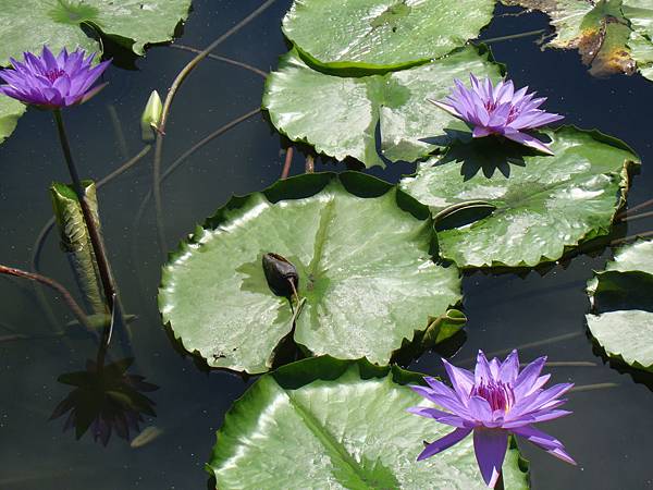 20140628花東四日遊 113