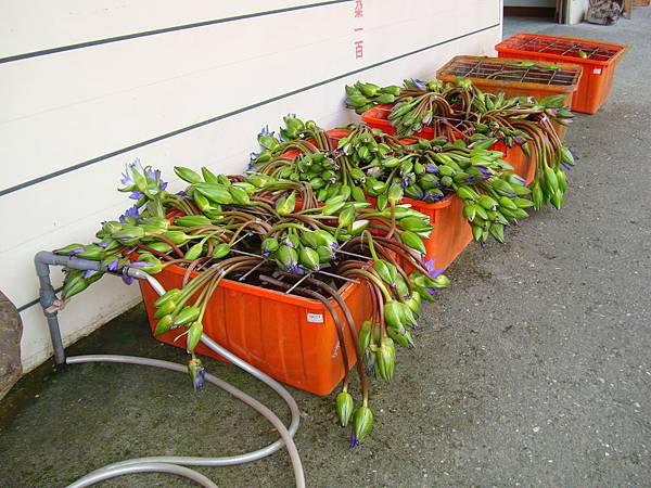 20140628花東四日遊 158