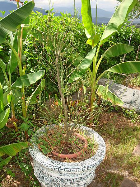 20140628花東四日遊 258