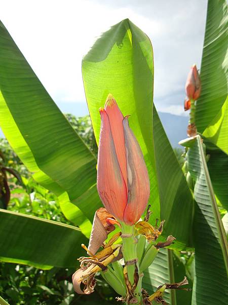 20140628花東四日遊 257