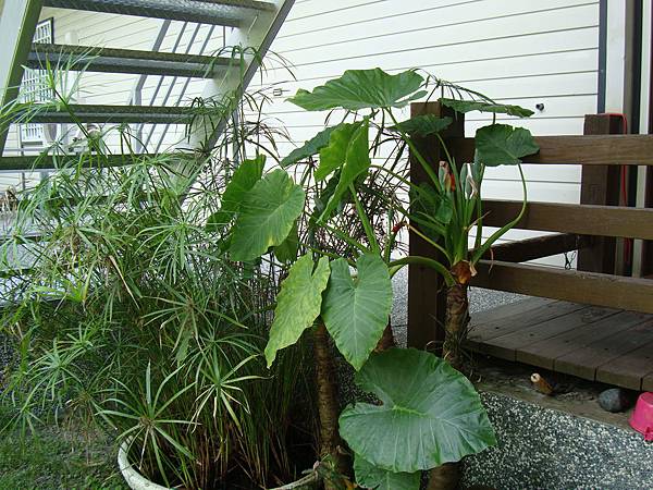 20140628花東四日遊 213