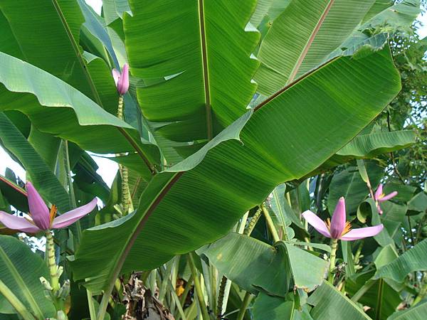 20140628花東四日遊 348