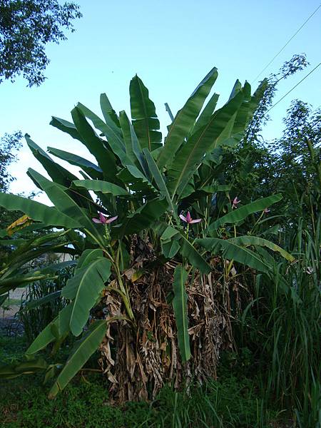 20140628花東四日遊 346