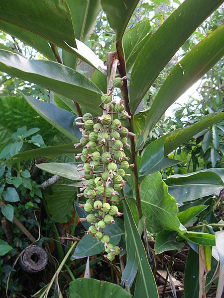 20140628花東四日遊 345 20140628花東四日遊 345