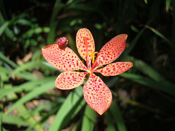 20140628花東四日遊 627