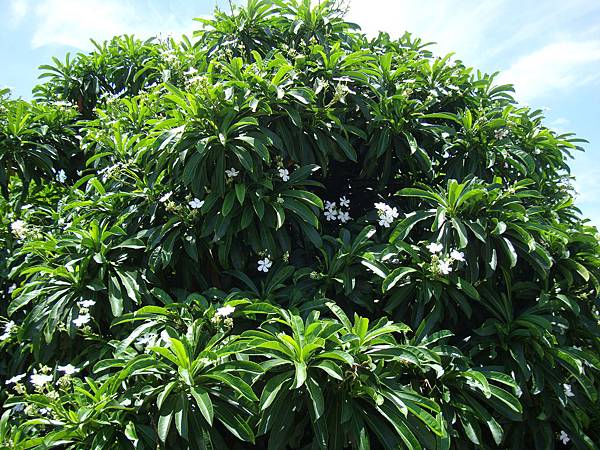 20140628花東四日遊 706