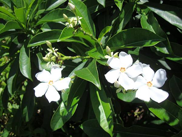 20140628花東四日遊 705