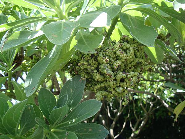 20140628花東四日遊 703