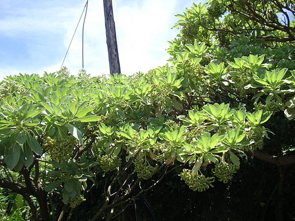 20140628花東四日遊 702
