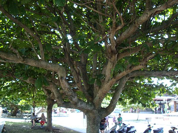 20140628花東四日遊 698