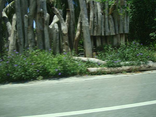 20140628花東四日遊 670 20140628花東四日遊 670