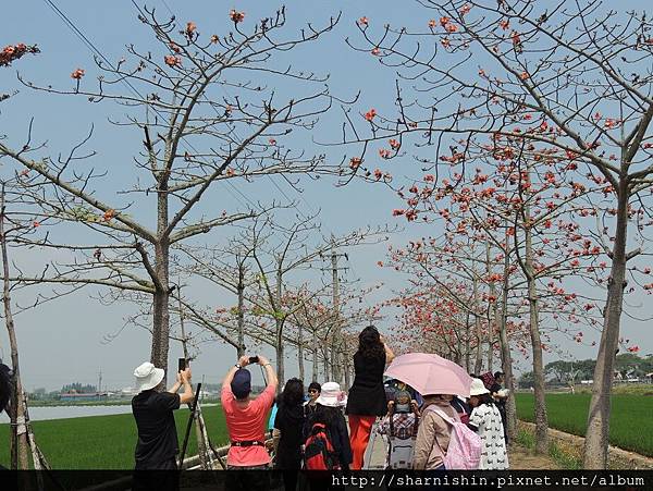台南白河林初埤木棉花道