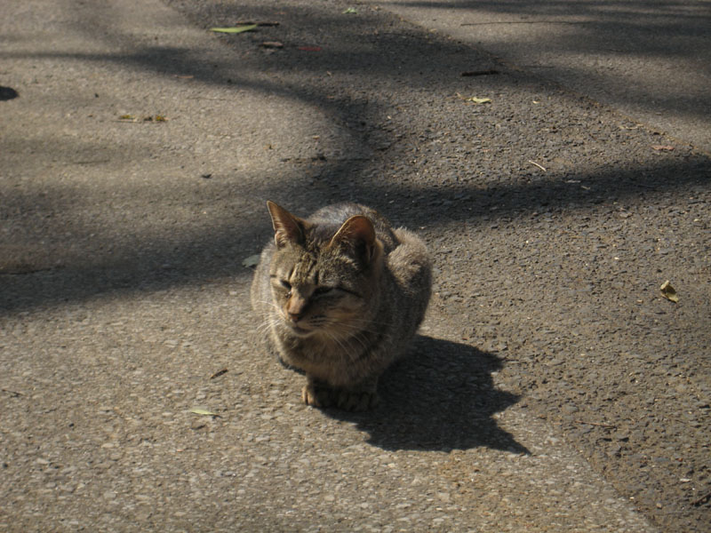 IMG_6090_上野貓.jpg IMG_6090_上野貓.jpg