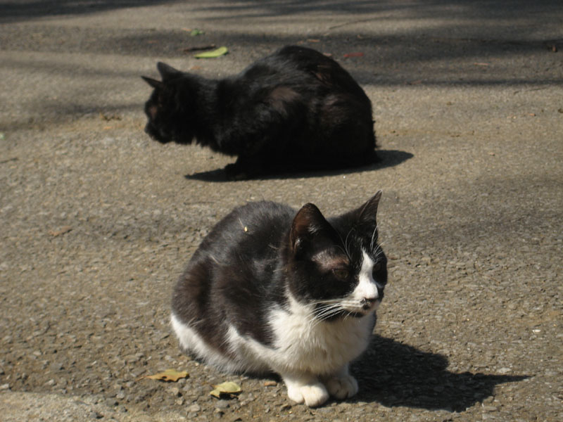 IMG_6093_上野貓.jpg IMG_6093_上野貓.jpg