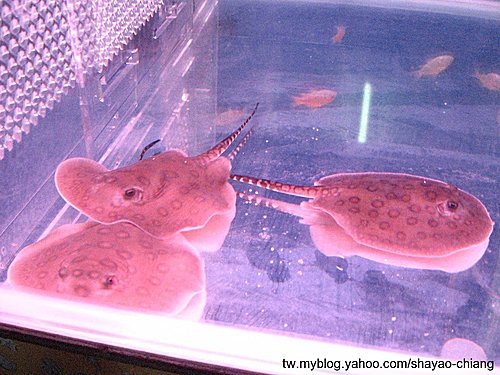 魟魚飼養方法 Fishone333