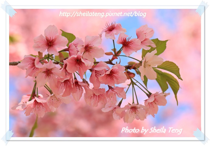 恩愛粉櫻1.JPG