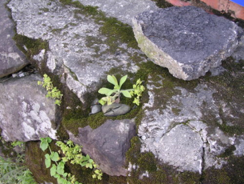 雜草。苔蘚。石
