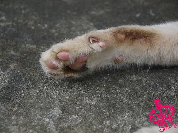 看詳細窩客島の日記