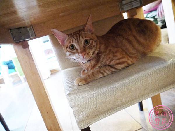 貓旅行-20.jpg