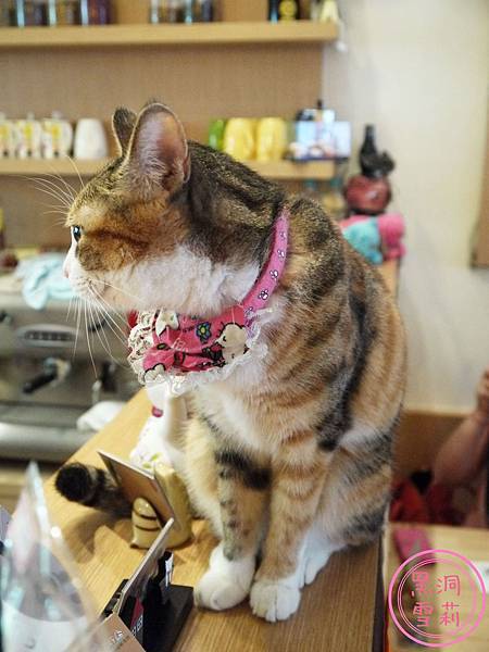 貓旅行-25.jpg
