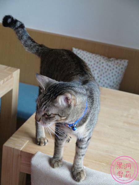 貓旅行-02.jpg