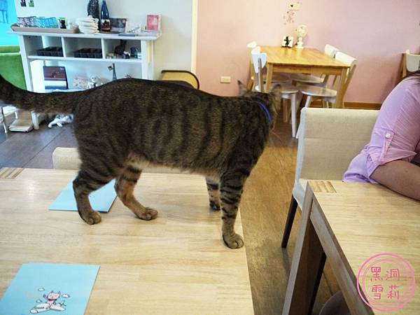 貓旅行-03.jpg