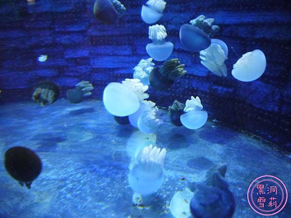 野柳海洋世界-174.jpg