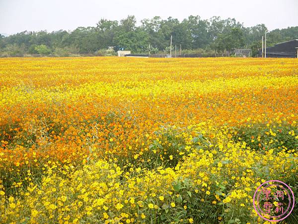 新社花海-38.jpg